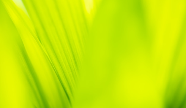 Close up leaves green color and blurred greenery background in nature.Green leaf fresh concept