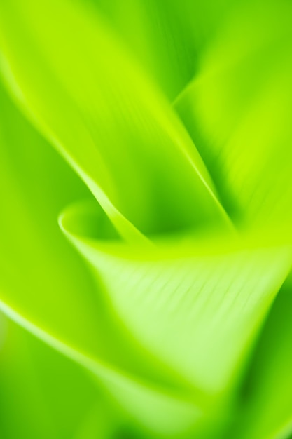 Close up leaves green color and blurred greenery background