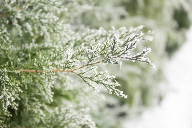 Close up leaves of green thuja tree with snow