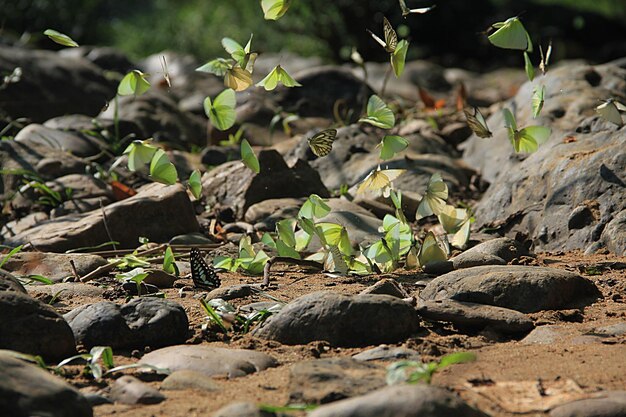 Close-up of leaves on ground