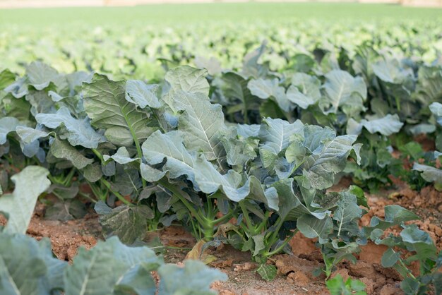 Close-up of leaves growing on field