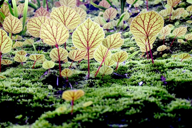 Photo close-up of leaves growing on moss covered rock