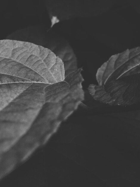 Close-up of leaves growing at night