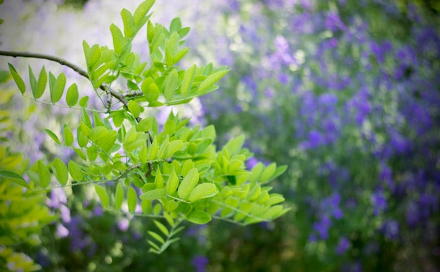畑で植物に生えている葉のクローズアップ