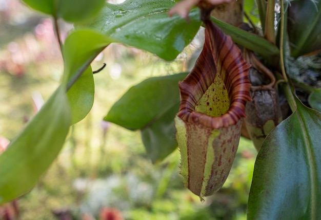 Photo close-up of leaves growing on plant