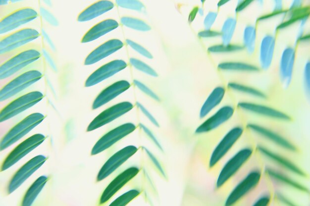 Close-up of leaves growing on plant