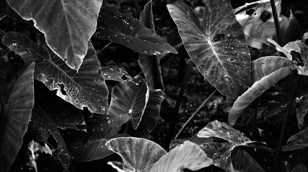 Close-up of leaves growing on plant