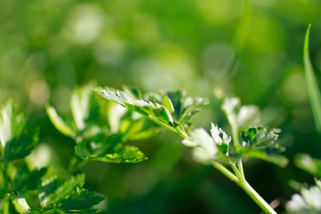Close-up of leaves growing on plant