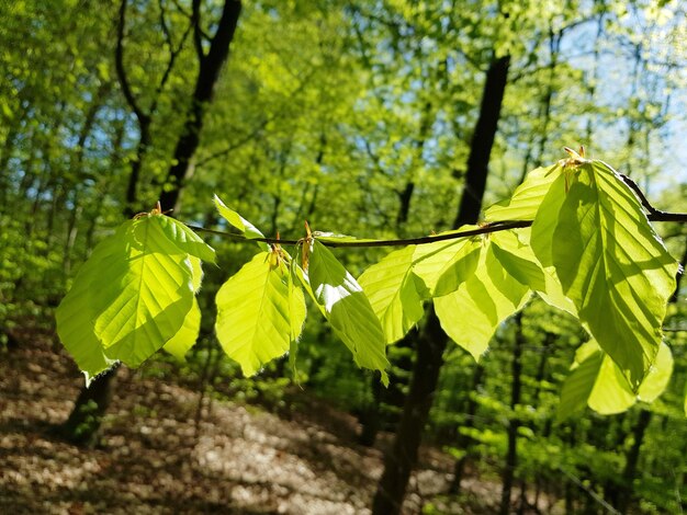 Close-up of leaves growing on tree in forest