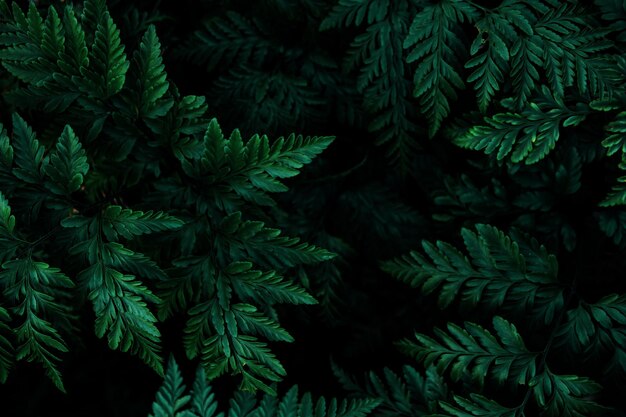 Photo close-up of leaves growing on tree at night