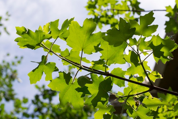 close-up of leaves growing on tree