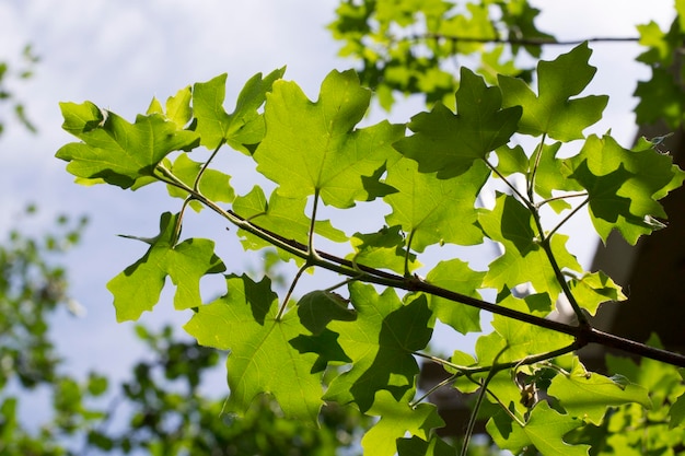 Foto close-up di foglie che crescono sull'albero