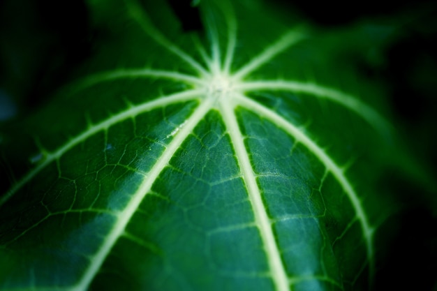 Close-up of leaves in jungle