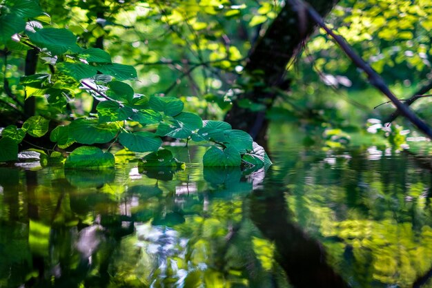 Photo close-up of leaves in lake