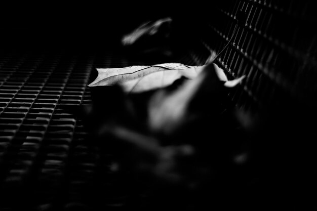 Photo close-up of leaves on metal grate