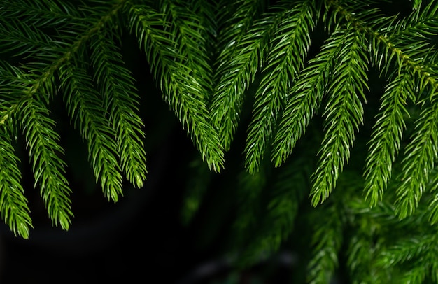 Photo close-up of leaves at night