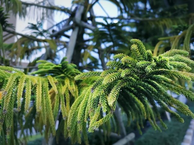 Close-up Leaves of Norfolk Island Pine