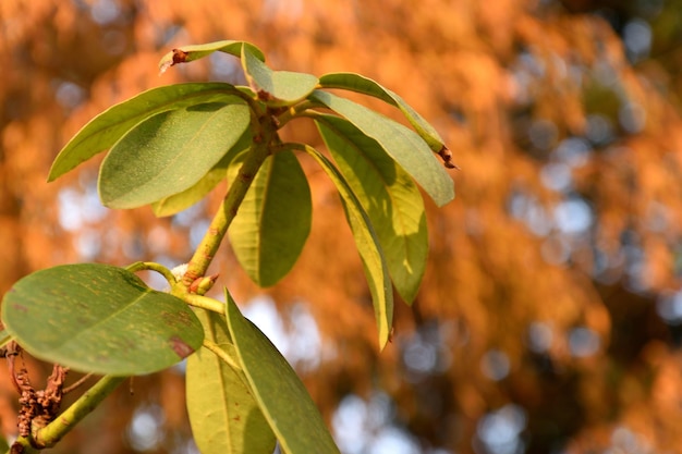 Foto close-up delle foglie sulla pianta durante l'autunno