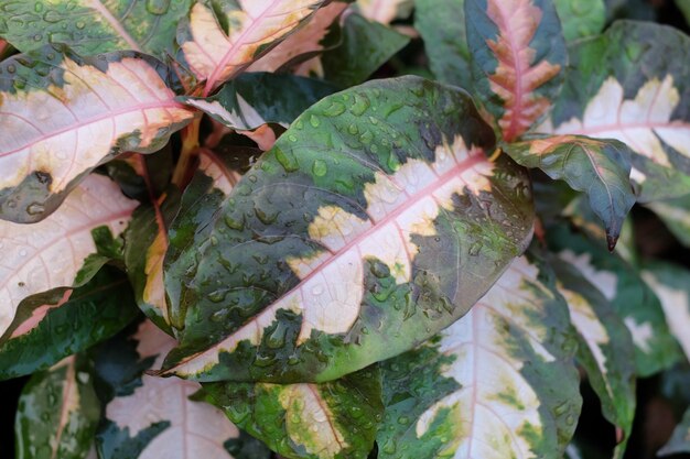 Close-up of leaves on plant during autumn