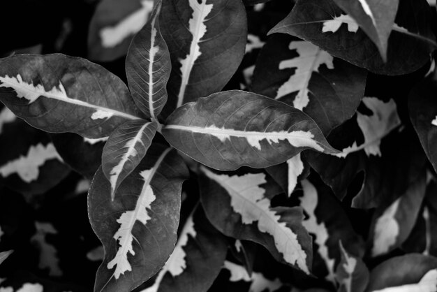 Foto close-up delle foglie sulla pianta