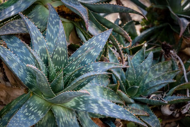 Close-up of leaves on plant