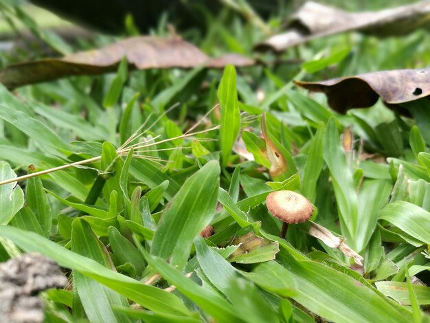 Close-up of leaves on plant