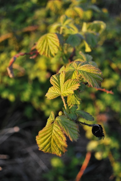 Foto close-up delle foglie sulla pianta