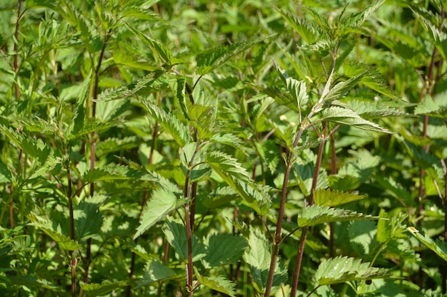 Photo close-up of leaves on plant