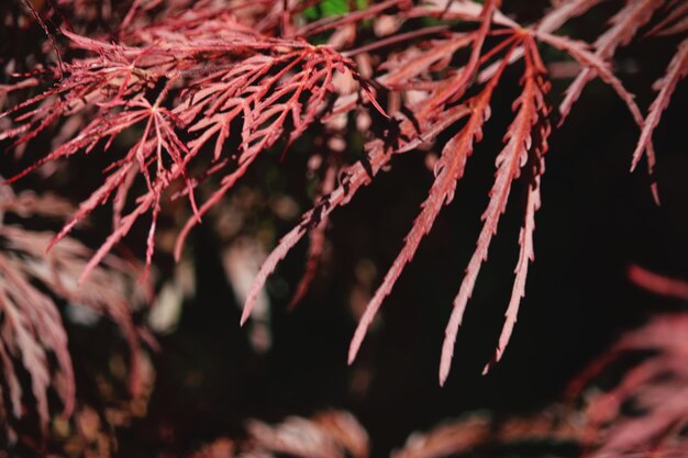 Photo close-up of leaves on plant