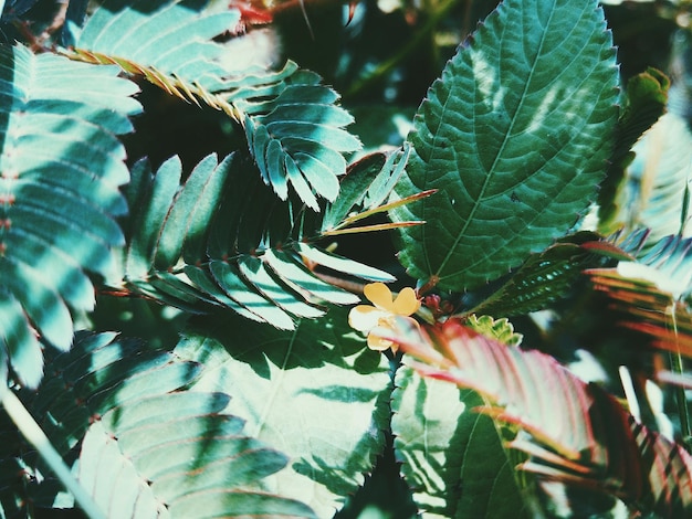 Photo close-up of leaves on plant