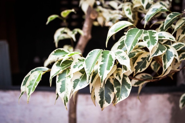 Photo close-up of leaves on plant