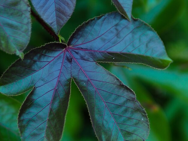 Close-up of leaves on plant