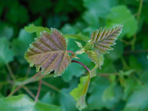 Photo close-up of leaves on plant