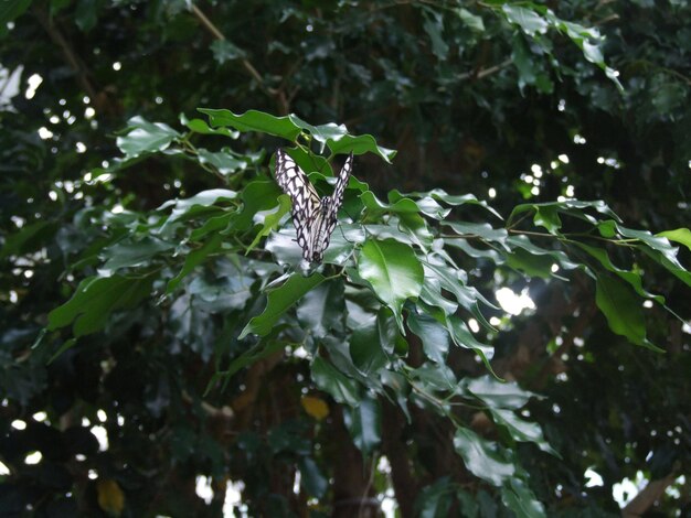 植物の葉のクローズアップ