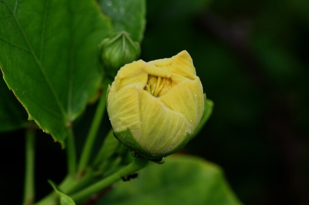 Photo close-up of leaves on plant