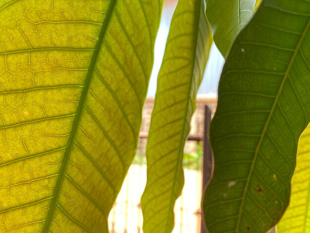 Close-up of leaves on plant