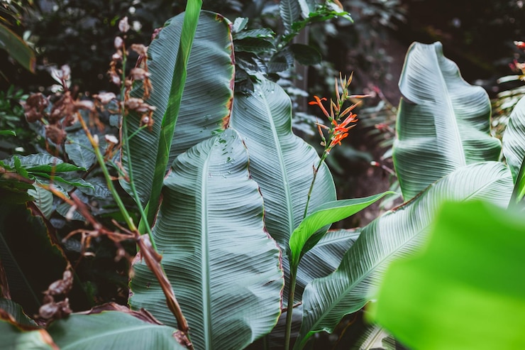 Photo 植物の葉のクローズアップ