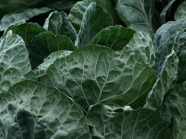 Close-up of leaves on plant