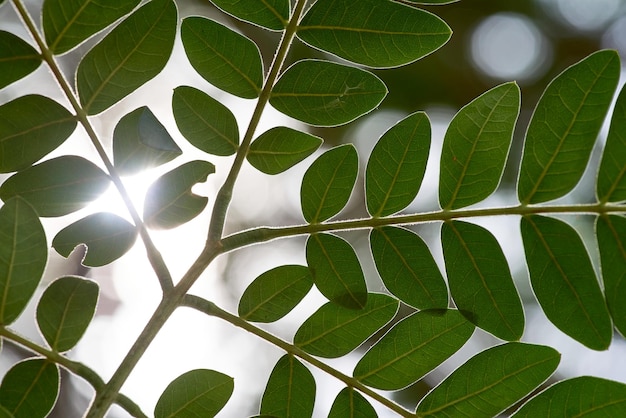 植物の葉の接写