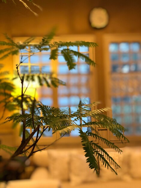 Close-up of leaves on tree against building