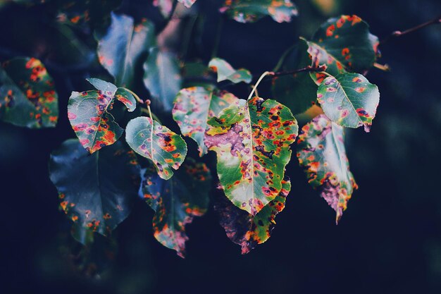 Photo close-up of leaves on tree during autumn