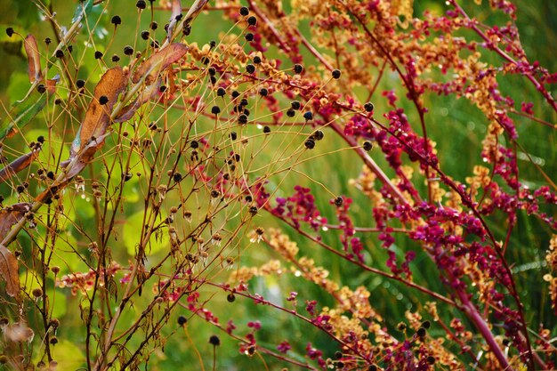 Close-up of leaves on tree during autumn