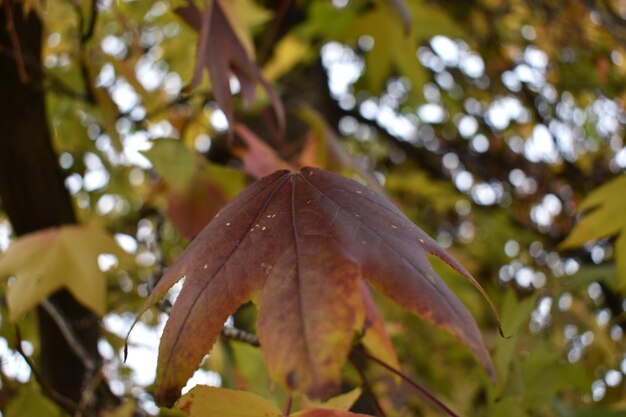 Photo close-up of leaves on tree during autumn