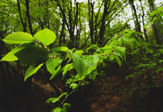 Close-up of leaves on tree in forest