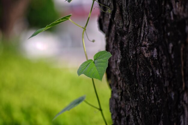 Close-up of leaves on tree trunk