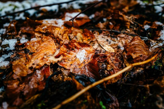 Photo close-up of leaves on tree trunk