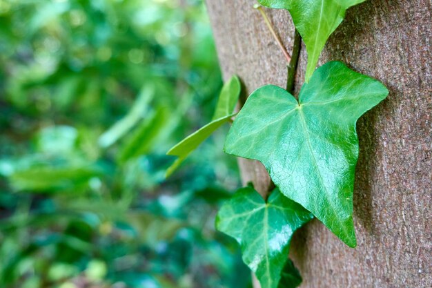 Close-up of leaves on tree trunk