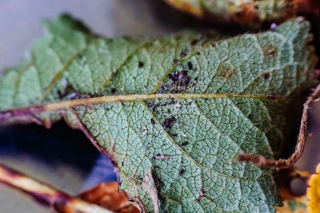 Close-up of leaves on tree trunk