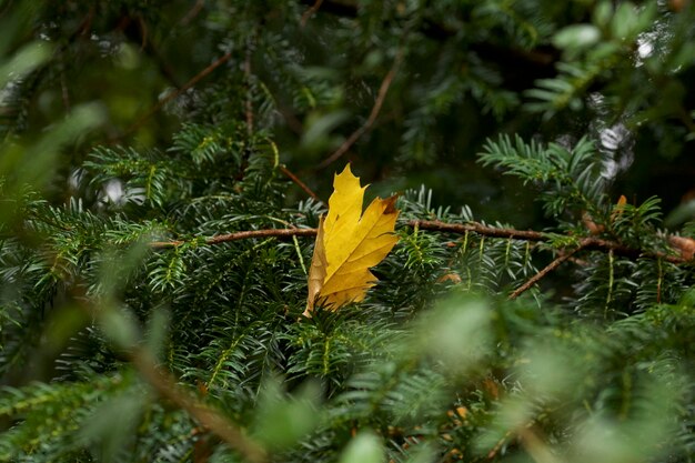 Close-up of leaves on tree