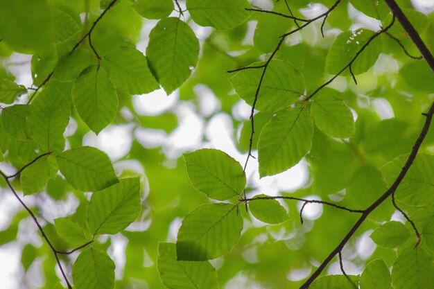 Foto prossimo piano delle foglie sull'albero